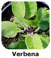 Verbena